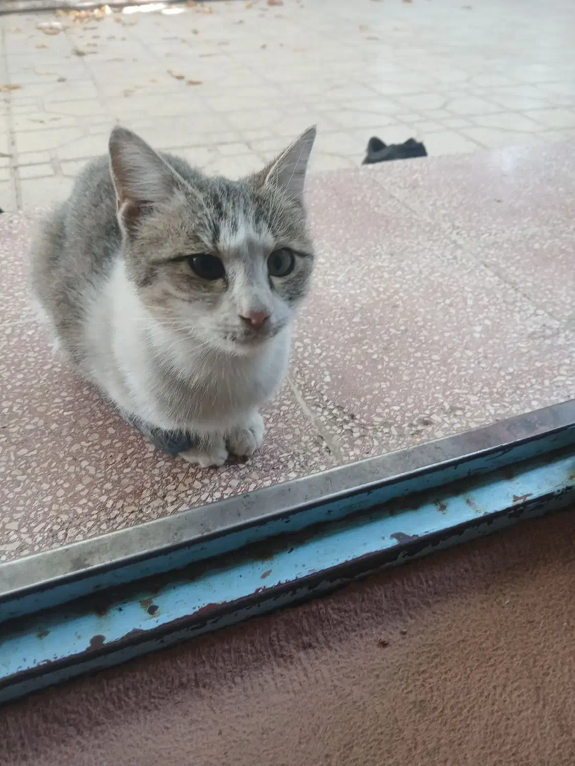 واگذاری بچه گربه|گربه|ابهر, |دیوار