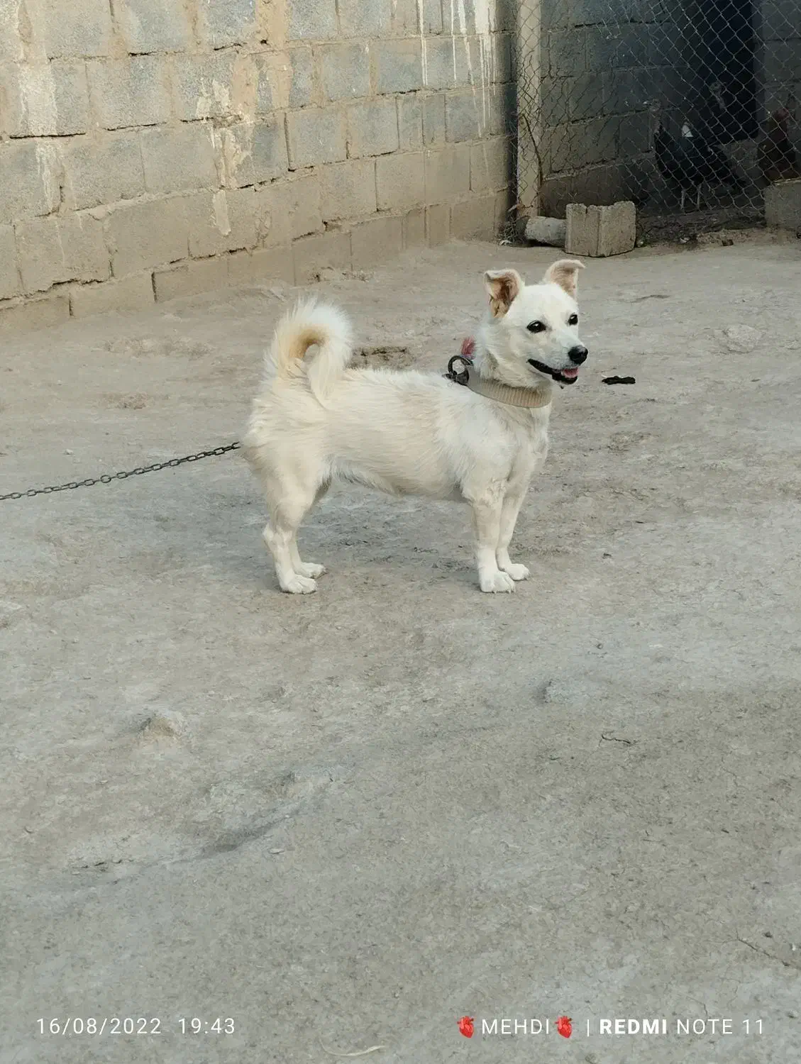 پاکوتاه|سگ|میلاجرد, |دیوار