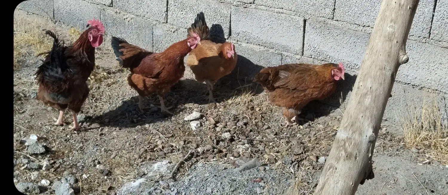 مرغ و خروس|پرنده|دهگلان, |دیوار