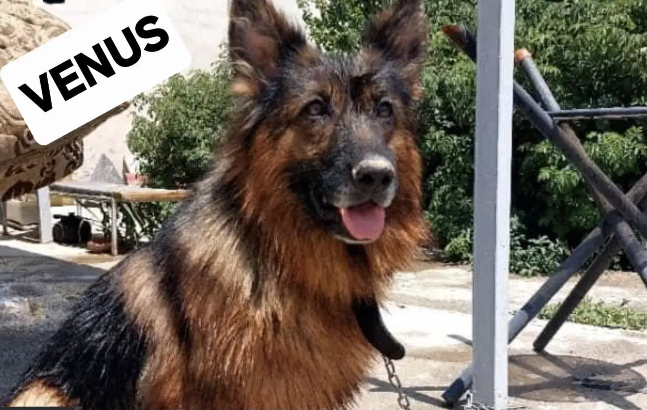 سگ وارداتی ژرمن ماده|سگ|تهران, اکباتان|دیوار