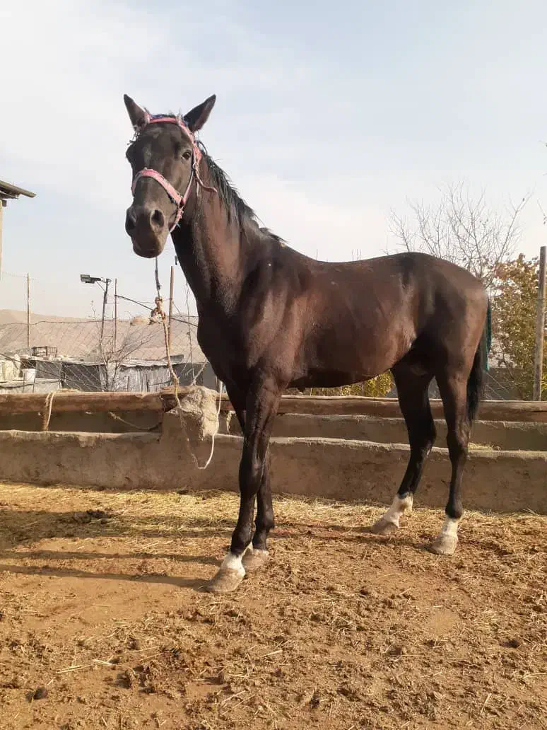 اسب نریان ترکمن اخال|اسب و تجهیزات اسبسواری|لواسان, |دیوار