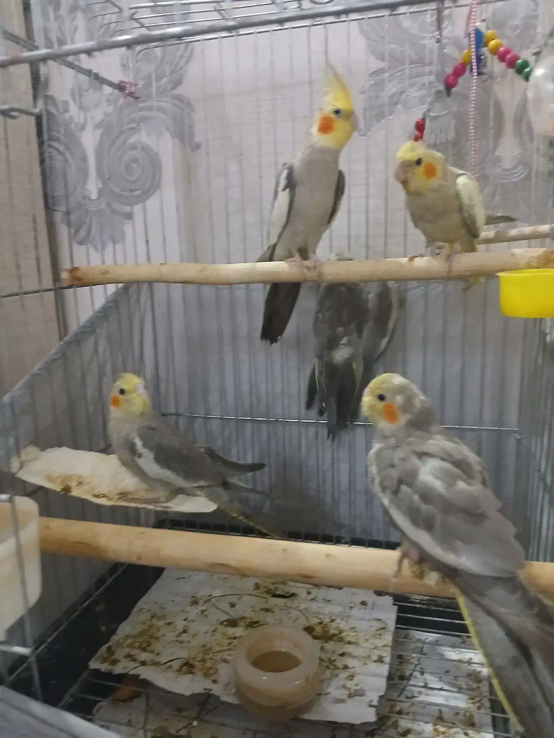 یک جفت عروس هلندی مولد جوان با چهارتا جوجه با قفس|پرنده|ری, دیلمان|دیوار