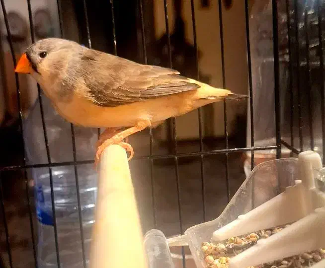 فنچ ماده فول اورنج گرید A+ مولد|پرنده|تهران, دبستان|دیوار