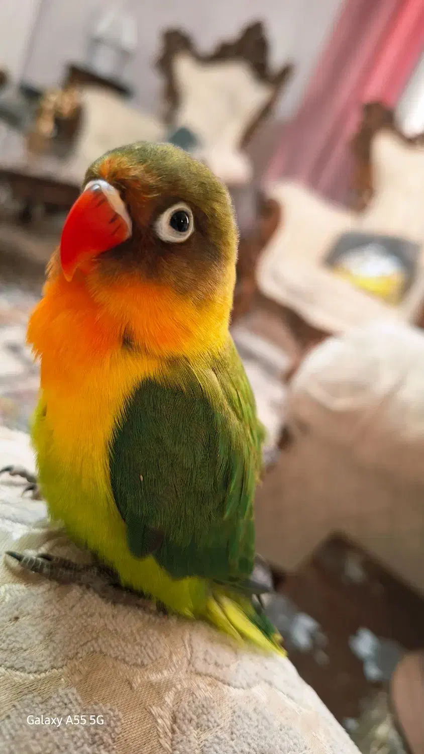 جوجه برزیلی دستی|پرنده|شهریار, شهرک وائین|دیوار