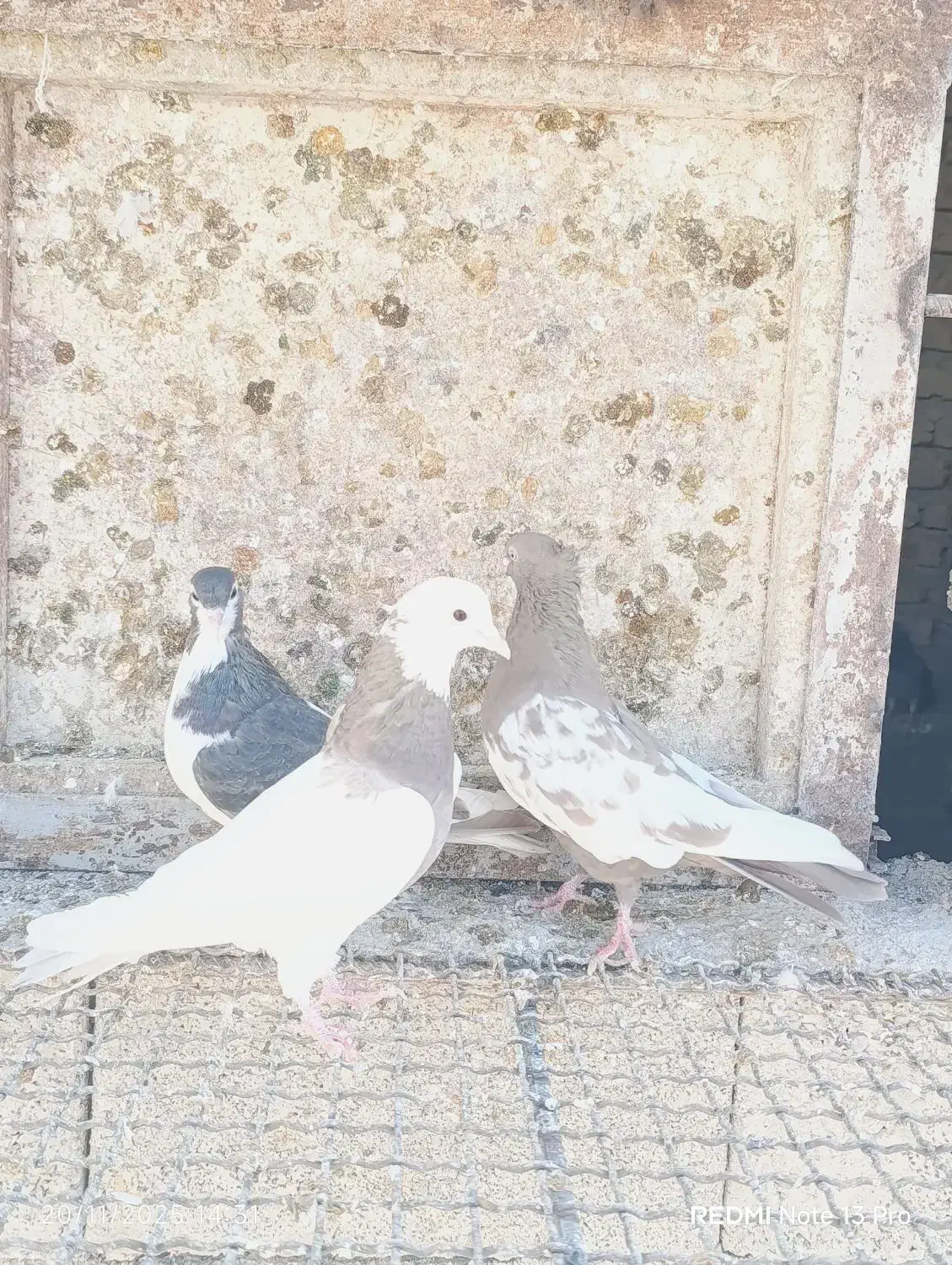 رنگی بهبهانی سینه طوقی|پرنده|شیراز, تندگویان|دیوار