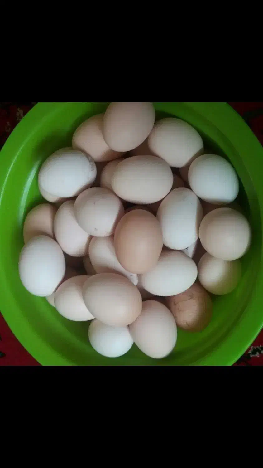 تخم مرغ محلی ( رسمی )|خوردنی و آشامیدنی|گرمسار, |دیوار
