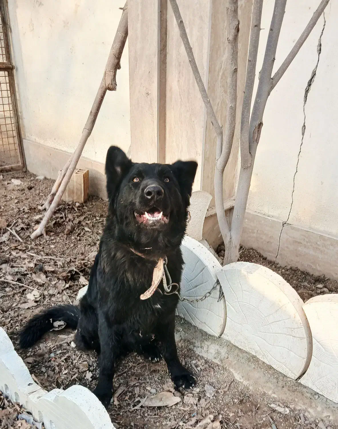 ژرمن بلک اصیل|سگ|کرج, گوهردشت|دیوار