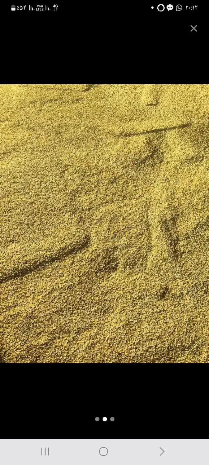 چلتیک چمپه|خوردنی و آشامیدنی|یاسوج, |دیوار