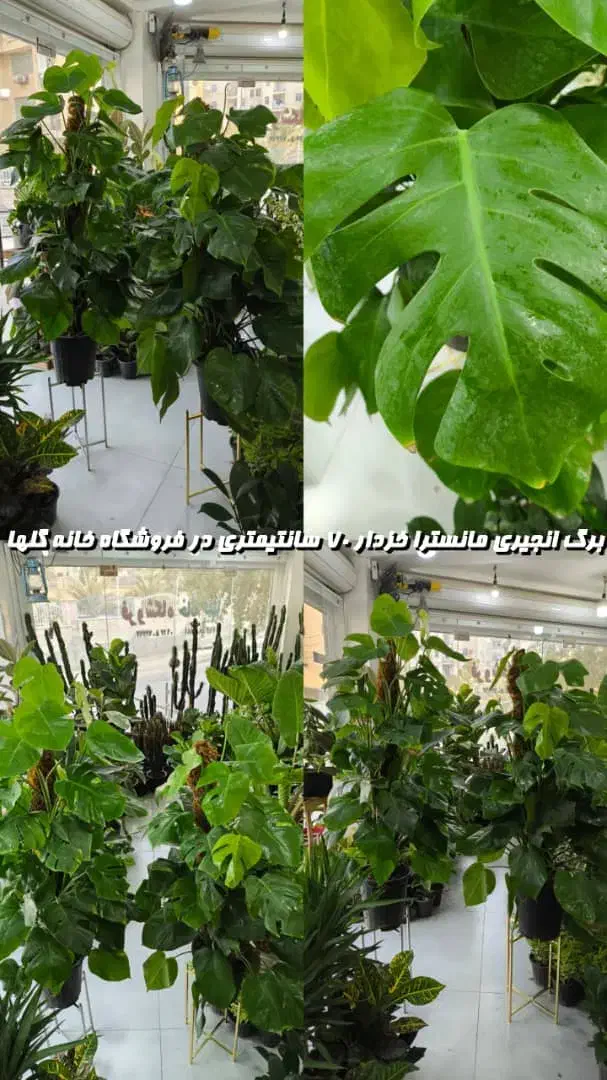 برگ انجیری مانسترا خزدار|گل و گیاه طبیعی|بندرعباس, |دیوار