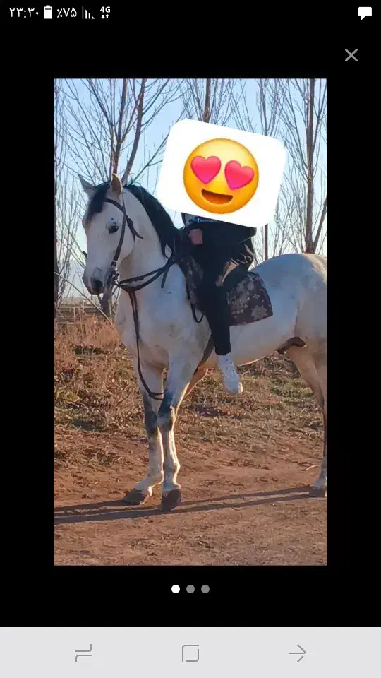 گمشده در محله نیار|حیوانات|اردبیل, |دیوار