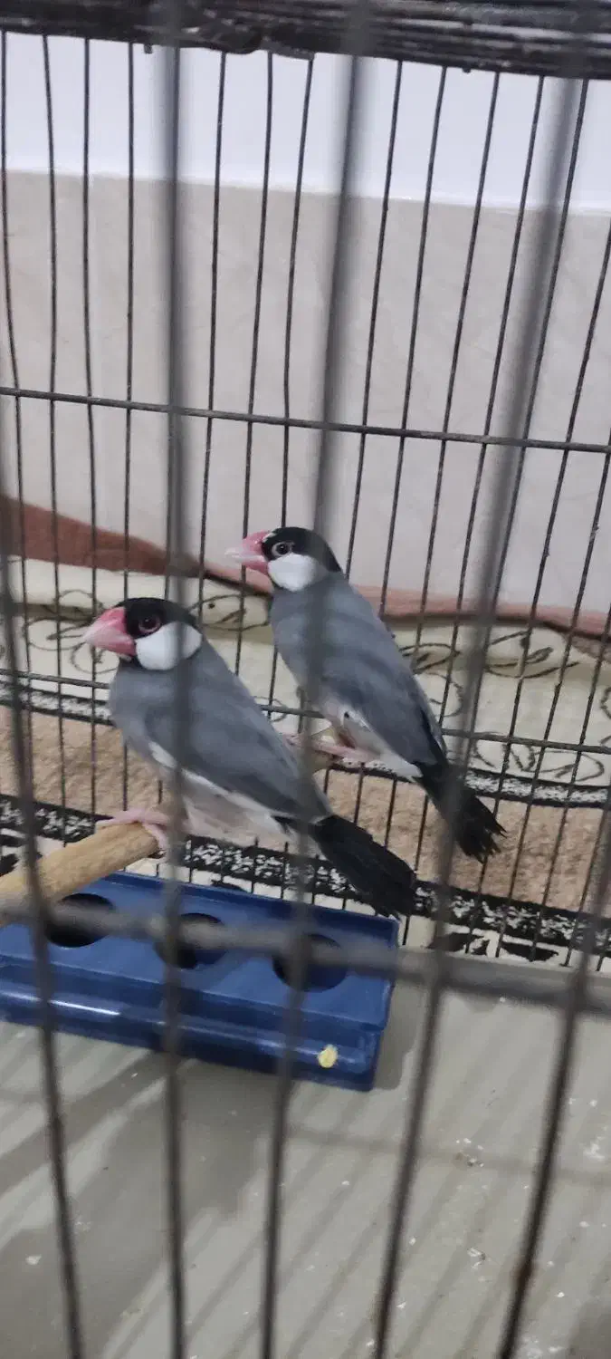 فروش یک جفت فنچ مصری|پرنده|جهرم, |دیوار