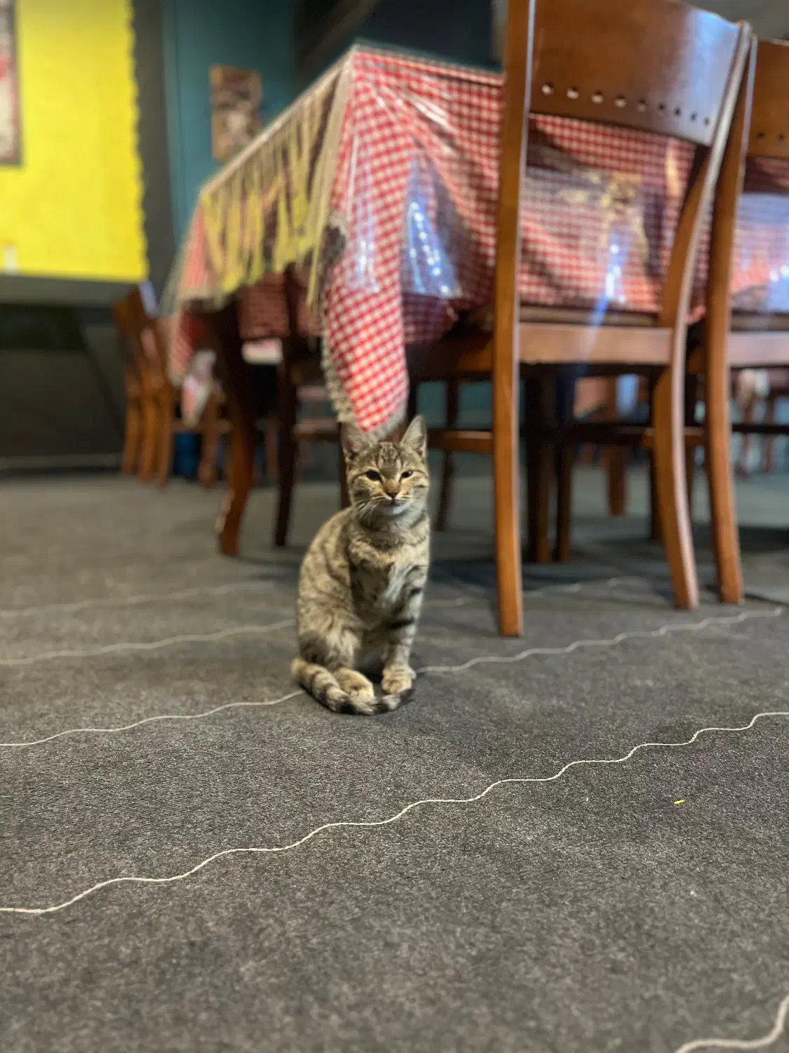 واگذراری گربه حمایتی|گربه|قم, زنبیل آباد|دیوار