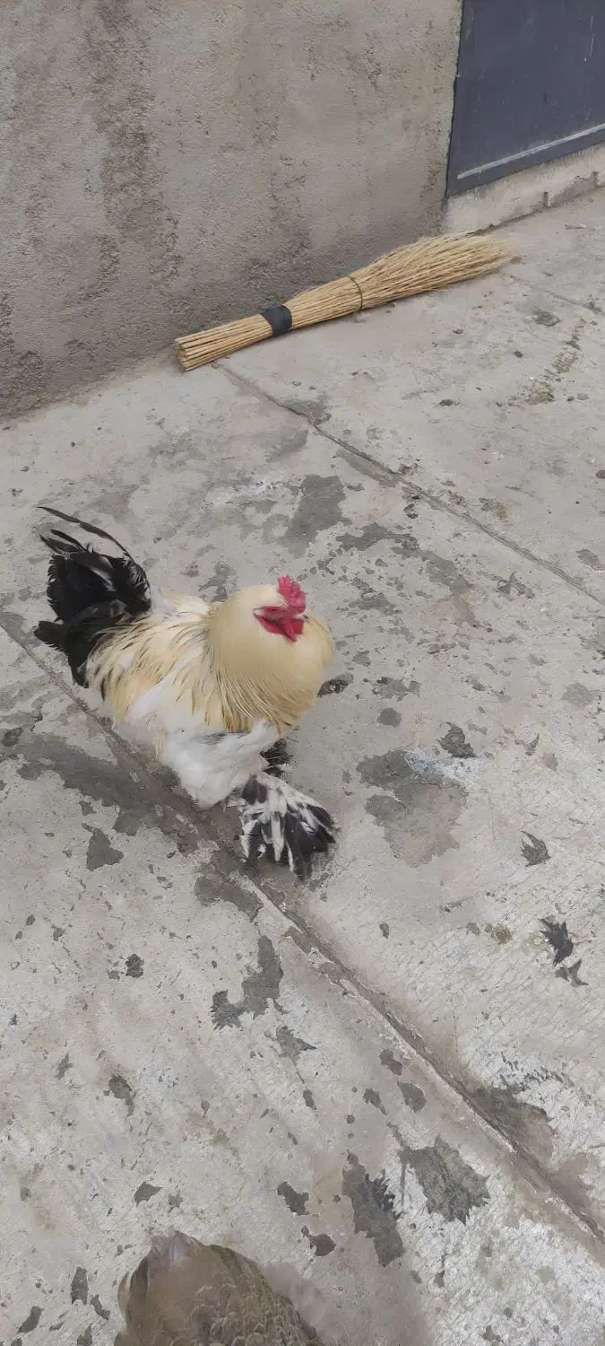 خروس|حیوانات مزرعه|نسیم‌شهر, |دیوار