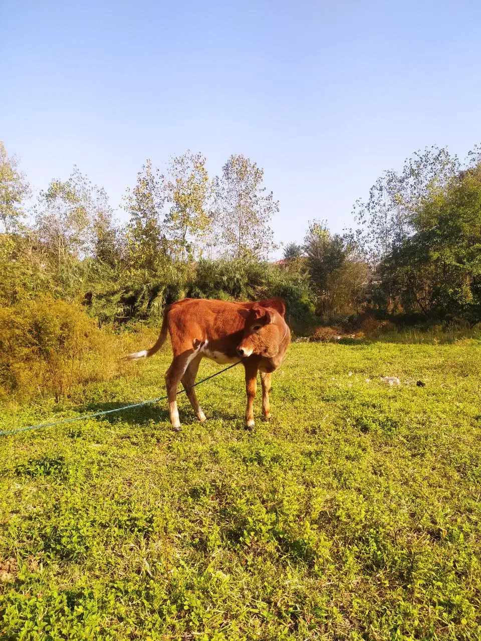 گاو گوساله محلی|حیوانات مزرعه|املش, |دیوار