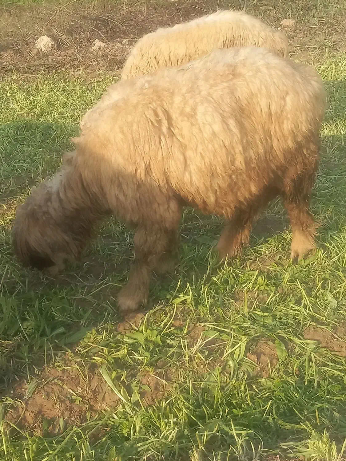 شیشک|حیوانات مزرعه|شوشتر, |دیوار