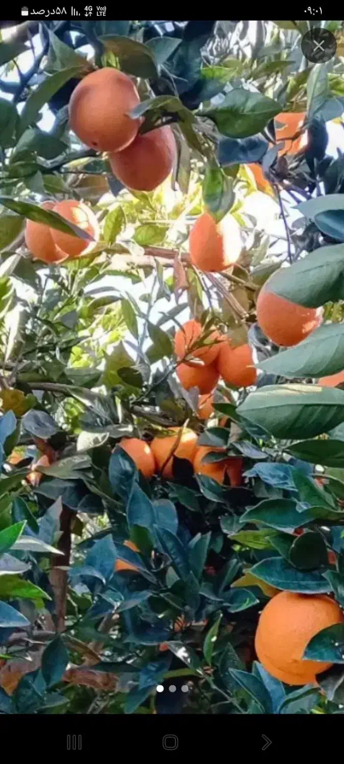 پرتقال تامسون نوبل|خوردنی و آشامیدنی|گلوگاه بابل (گلیا), |دیوار