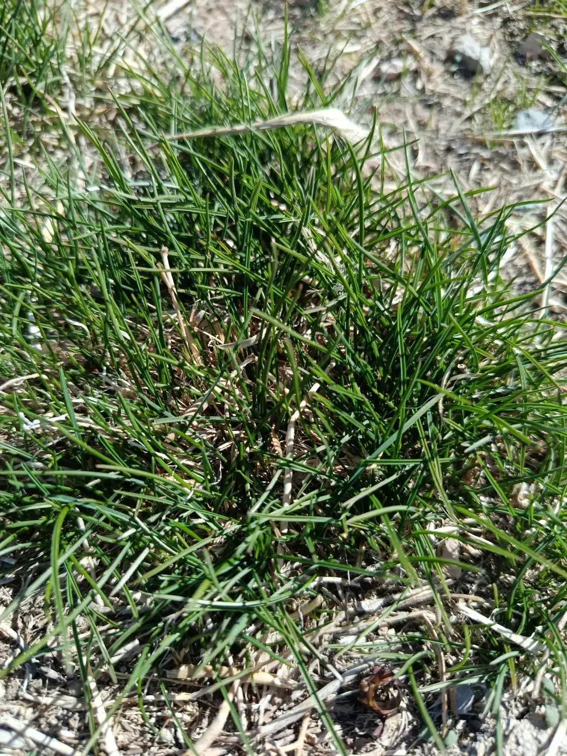 یونجه|لوازم جانبی حیوانات|دهگلان, |دیوار