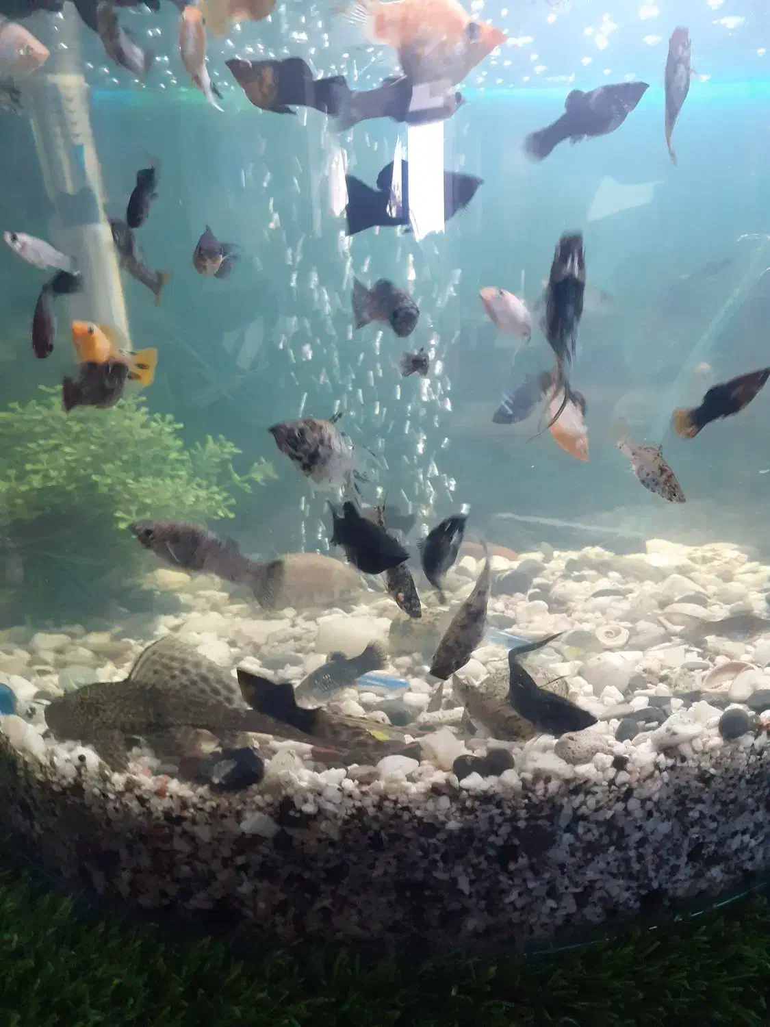 آکواریوم شیشه ای منحنی ارتفاع۴۵،عرض۵۰|ماهی|فیروزکوه, |دیوار