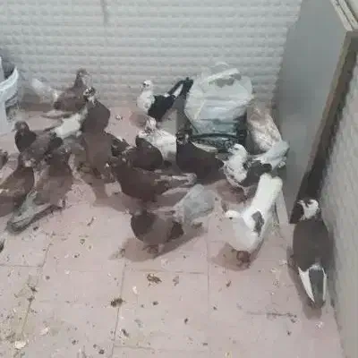 کفتر گرفتنی دونه۹۰ موفت|پرنده|قم, یزدان‌شهر|دیوار