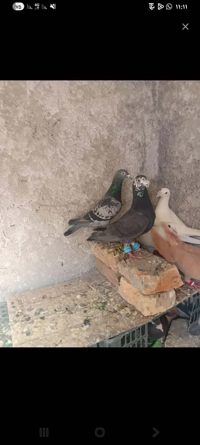 کبوتر|پرنده|ایرانشهر, |دیوار