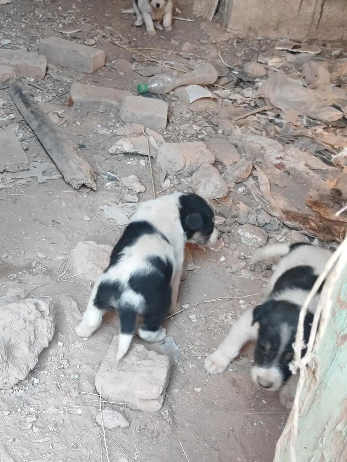 توله|سگ|نیشابور, گنبد سبز|دیوار