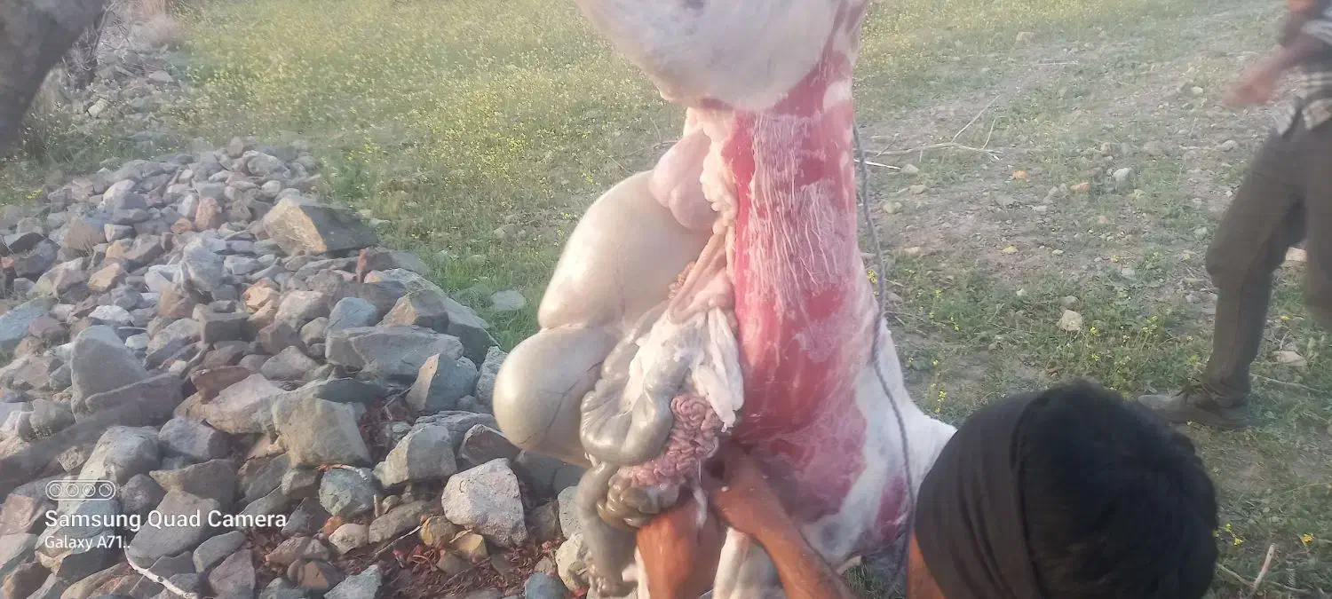 بز چاق|حیوانات مزرعه|جبالبارز, |دیوار