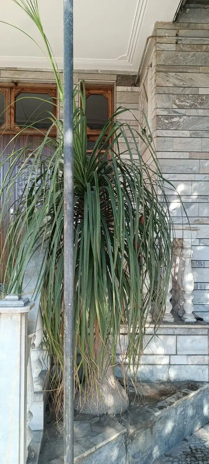 نخل دم اسبی(لیندا)|گل و گیاه طبیعی|بابل, |دیوار