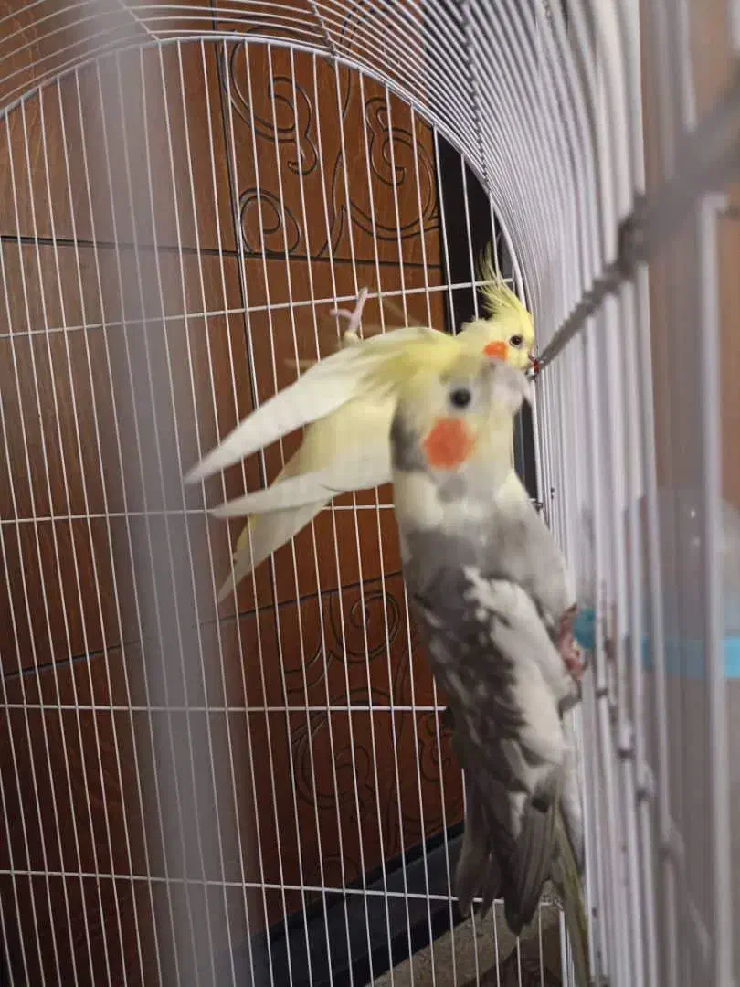 عروس هلندی|پرنده|شهریار, شهریار|دیوار