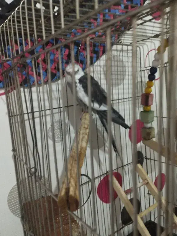 پرنده سخنگو|پرنده|محمدیه-قزوین, |دیوار