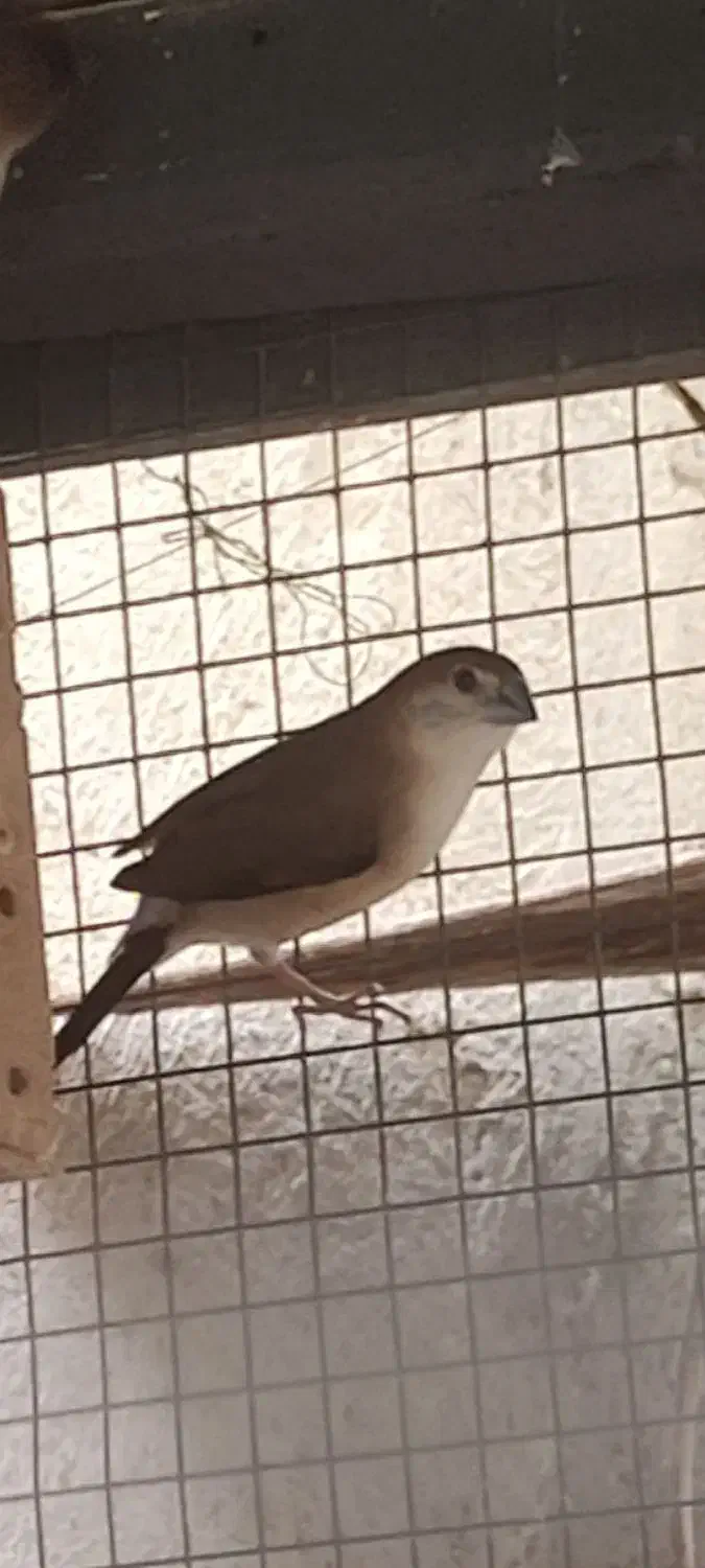 فنچ وحشی یا همون فنچ هندی برای فروش|پرنده|چابهار, |دیوار