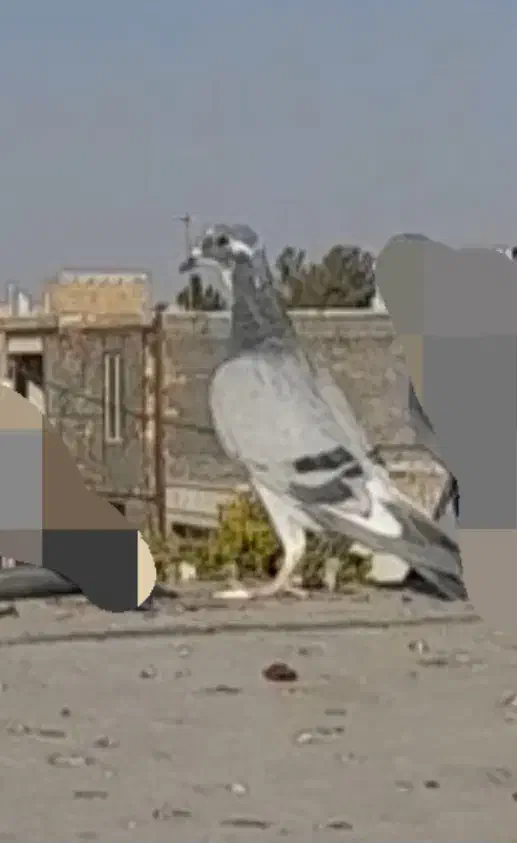 پلاکی کبوتر کفتر مسافتی ابلغ المانی|پرنده|میان جلگه, |دیوار