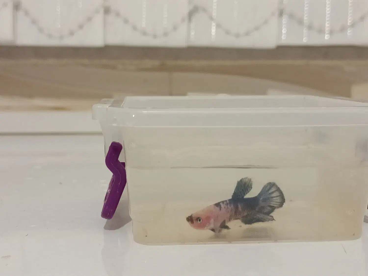 ماهی فایتر نر و ماده|ماهی|تبریز, |دیوار