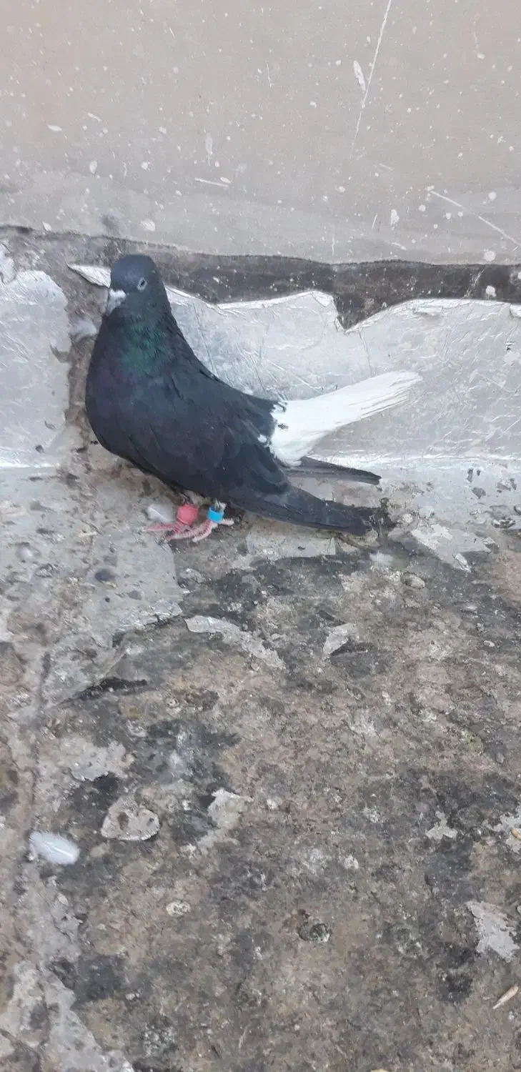 کبوتر ارزون|پرنده|کاشمر, |دیوار