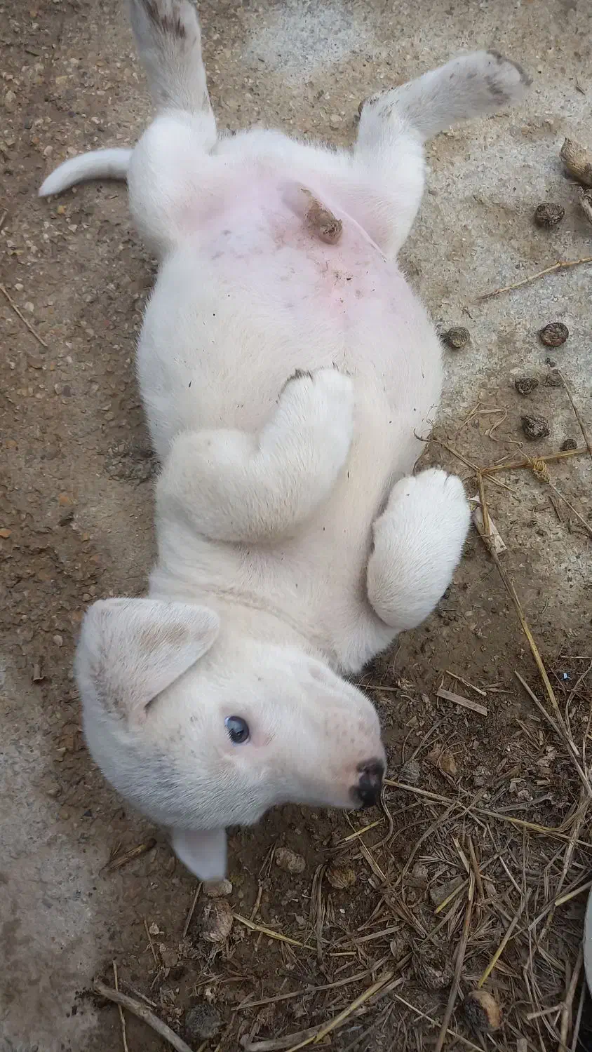 سگ پاکوتاه|سگ|گنبد کاووس, |دیوار