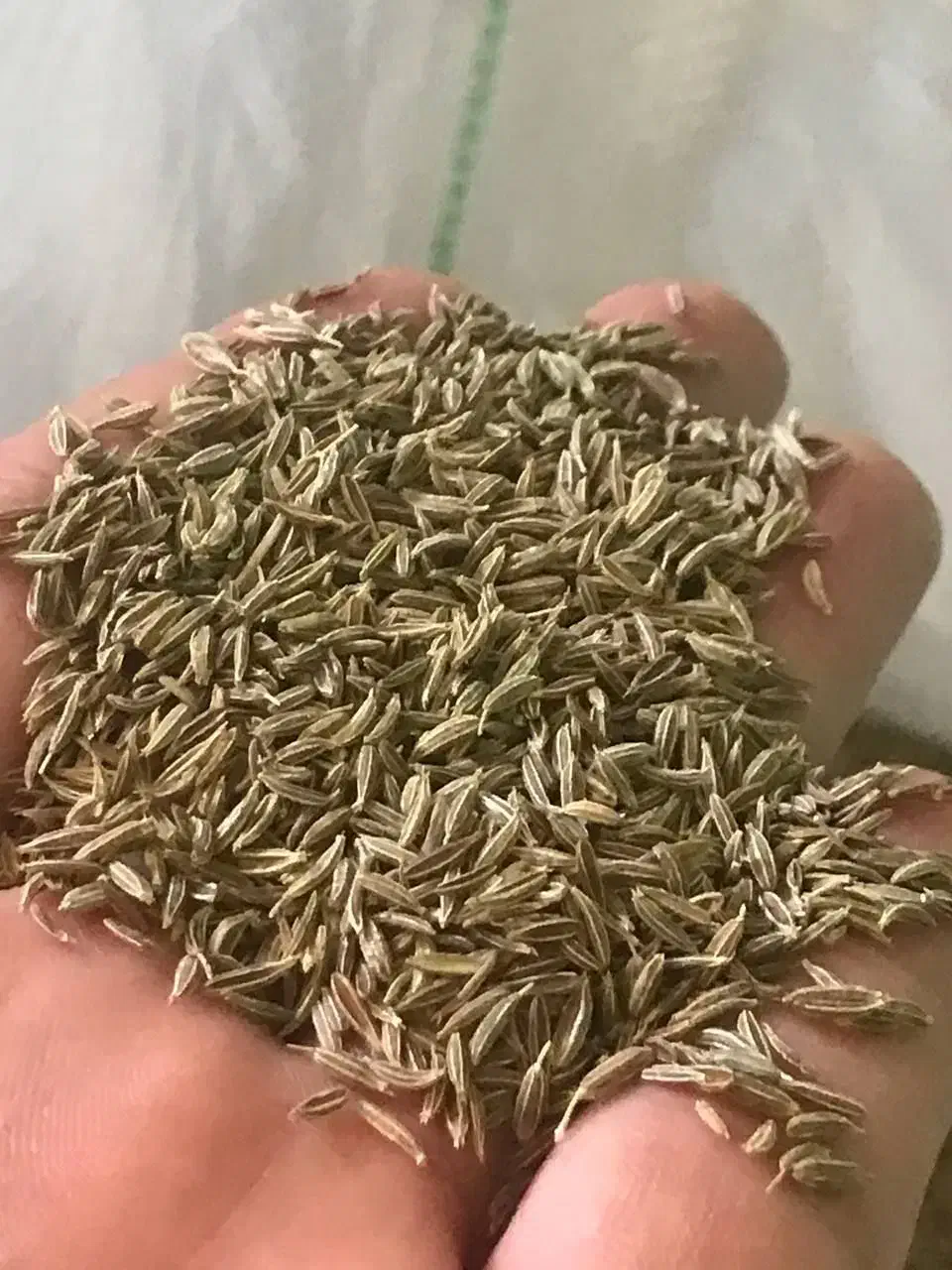 زیره سبز|خوردنی و آشامیدنی|تهران, هروی|دیوار