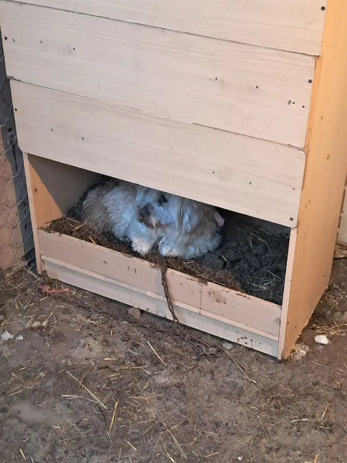 پاکوتاه.|سگ|اردبیل, |دیوار