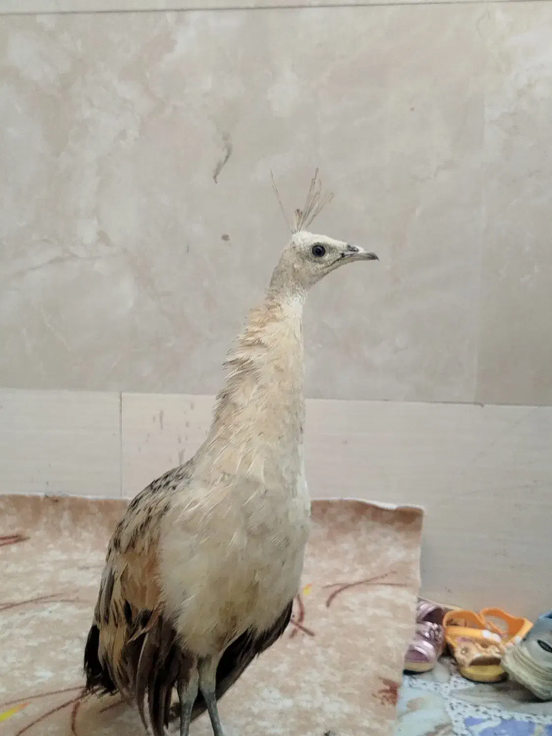 طاووس نژاد مصری|پرنده|کارون, |دیوار