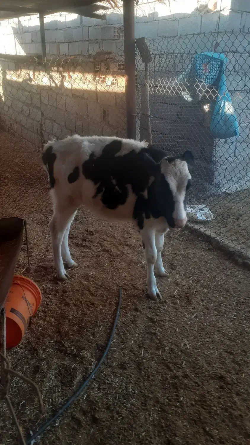 گوساله کور|حیوانات مزرعه|شباب, |دیوار