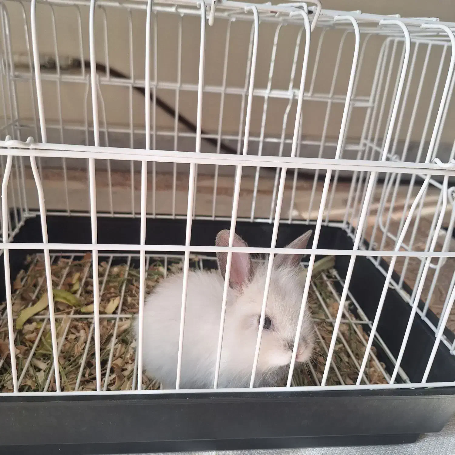 خرگوش کوچولوی خوشگل|موش و خرگوش|نظرآباد, نظرآباد|دیوار