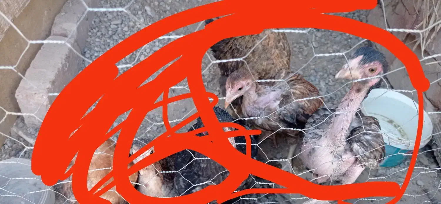 جوجه مرغ نصل دار|حیوانات مزرعه|خاش, |دیوار