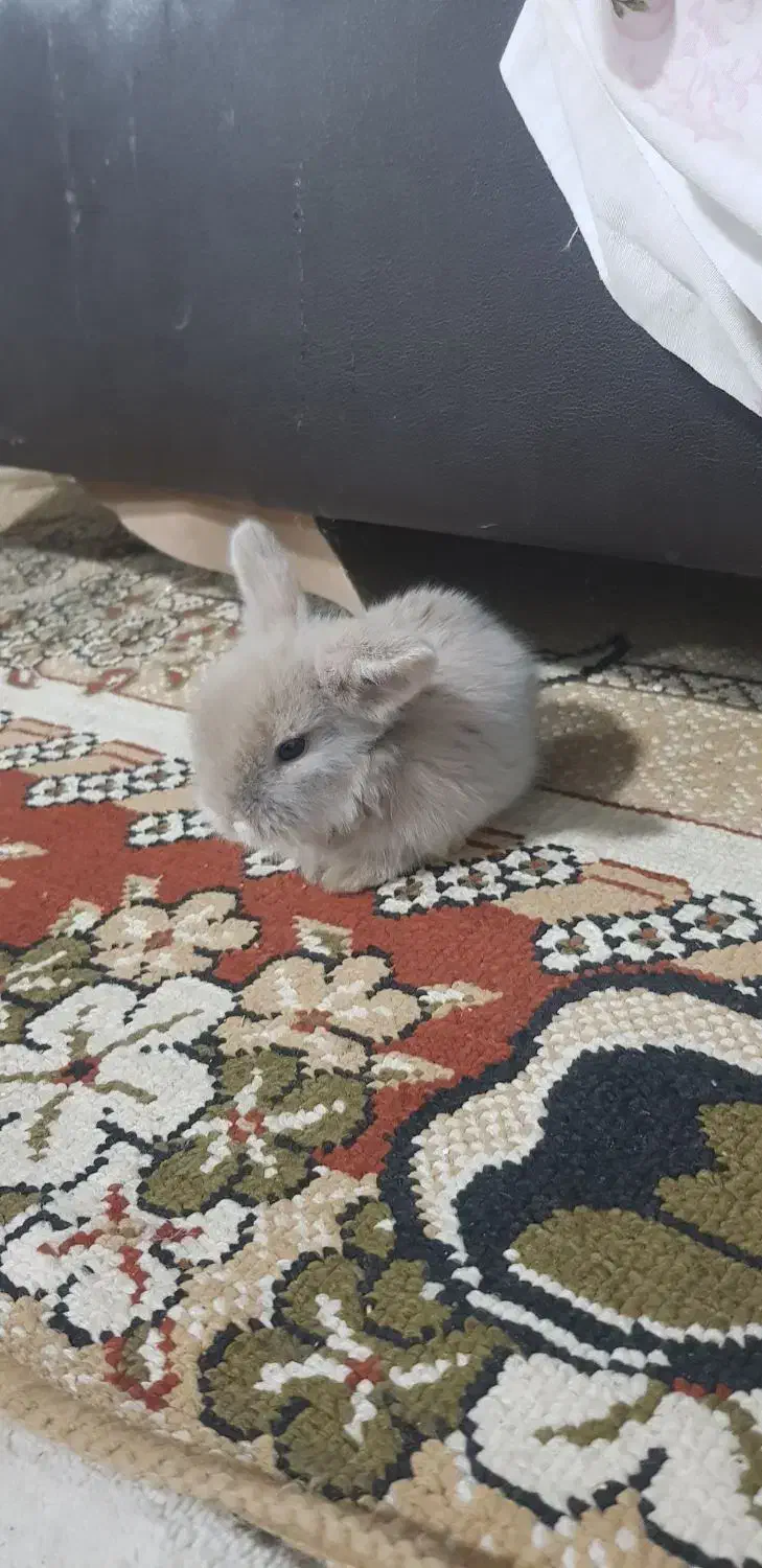 بچه خرگوش مینی لوپ|موش و خرگوش|مشهد, شهید آوینی|دیوار