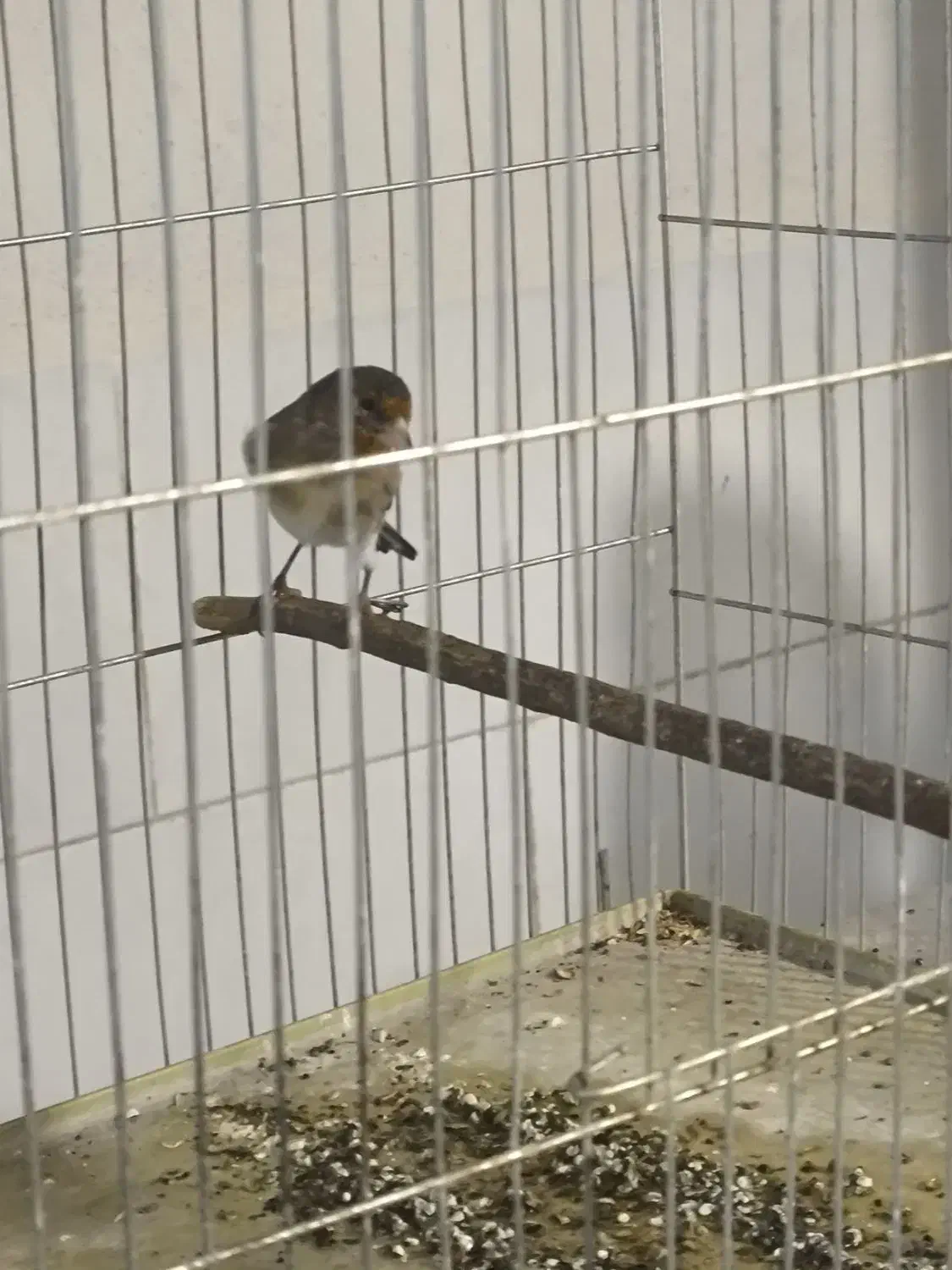 سهره قناری.سقا|پرنده|کرمان, |دیوار