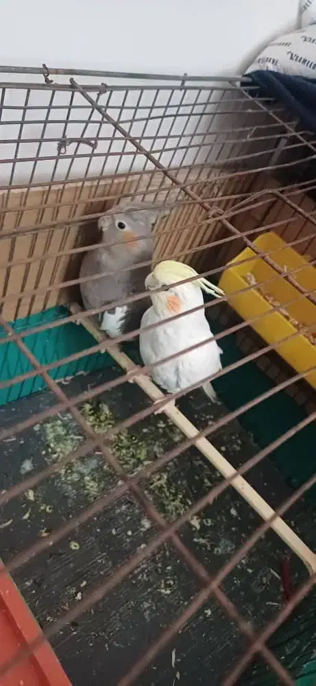 دو عروس هلندی|پرنده|مسجد سلیمان, |دیوار