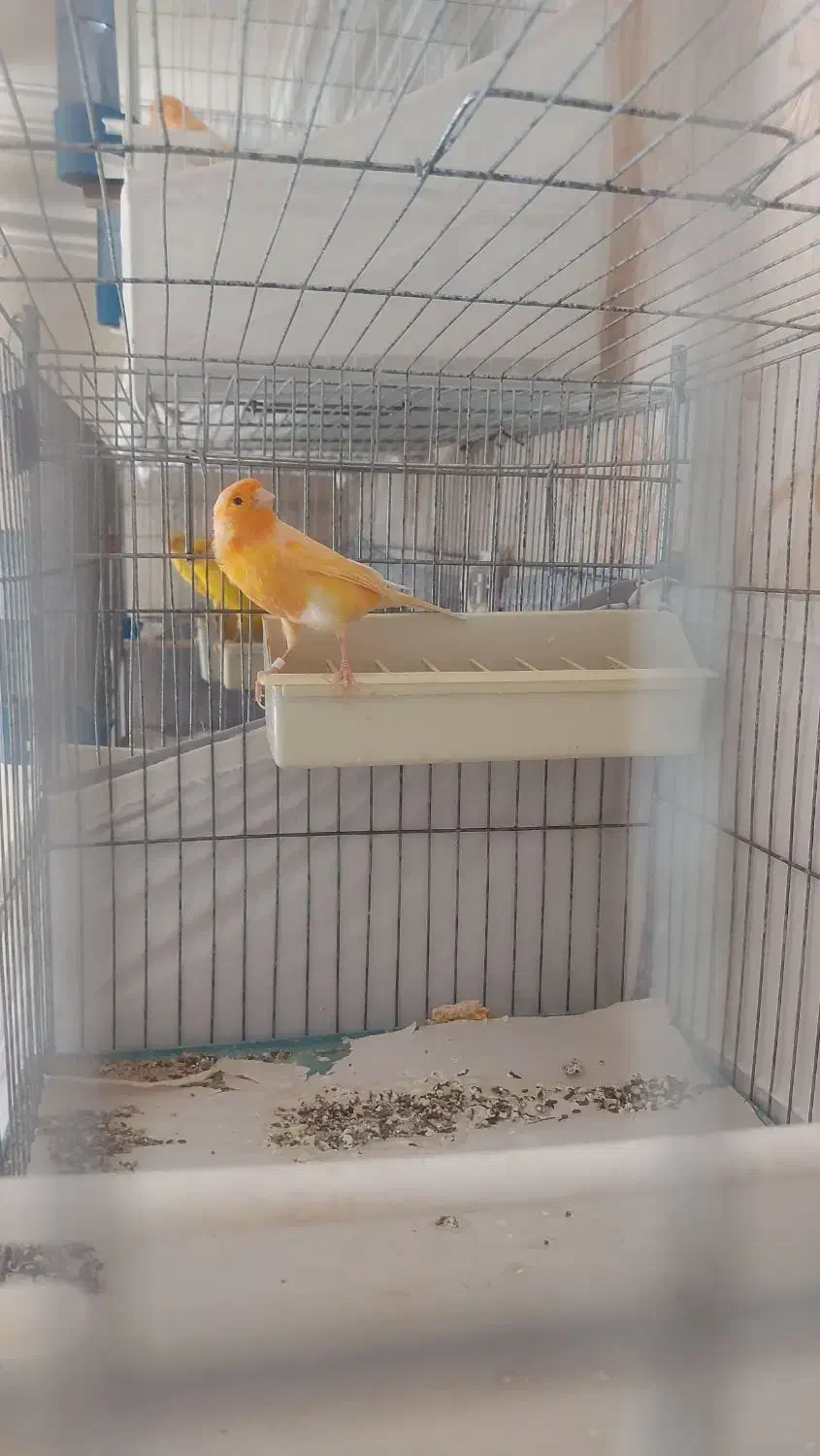 قناری پرتقالی|پرنده|تهران, شهران شمالی|دیوار
