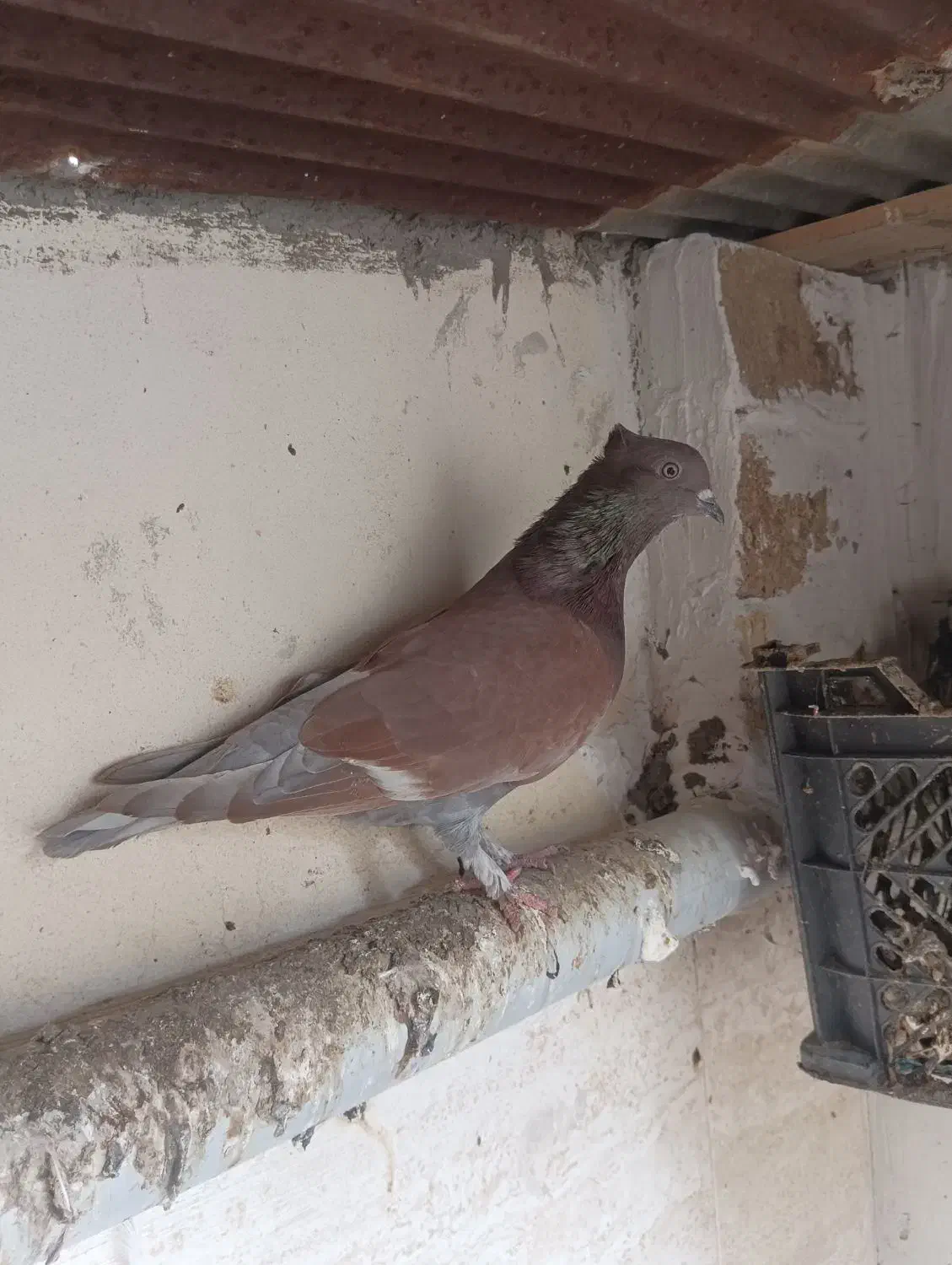 چند عدد کبوتر .سرخ‌.سرور|پرنده|لنگرود, |دیوار