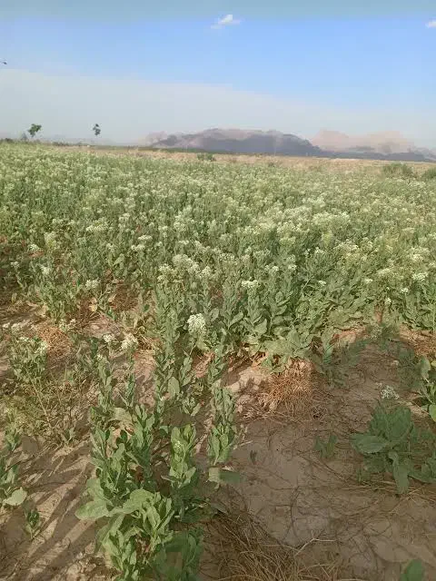 فروش زمین مزروعی|فروش دفتر صنعتی، کشاورزی، تجاری|قائن, |دیوار