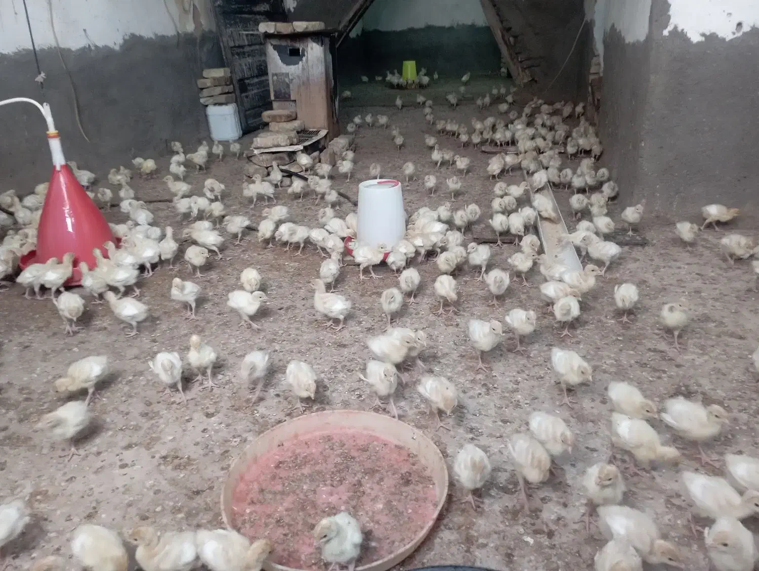 جوجه بوقلمون|حیوانات مزرعه|تربت‌حیدریه, بازار|دیوار