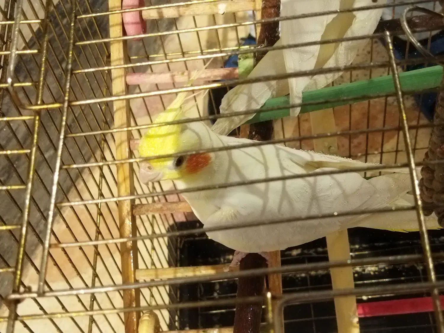 عروس هلندی|پرنده|مرودشت, ثبت احوال|دیوار