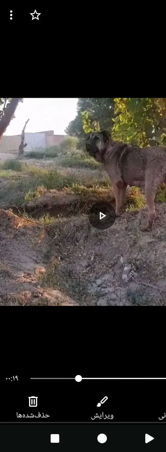 ماده|سگ|تبریز, |دیوار