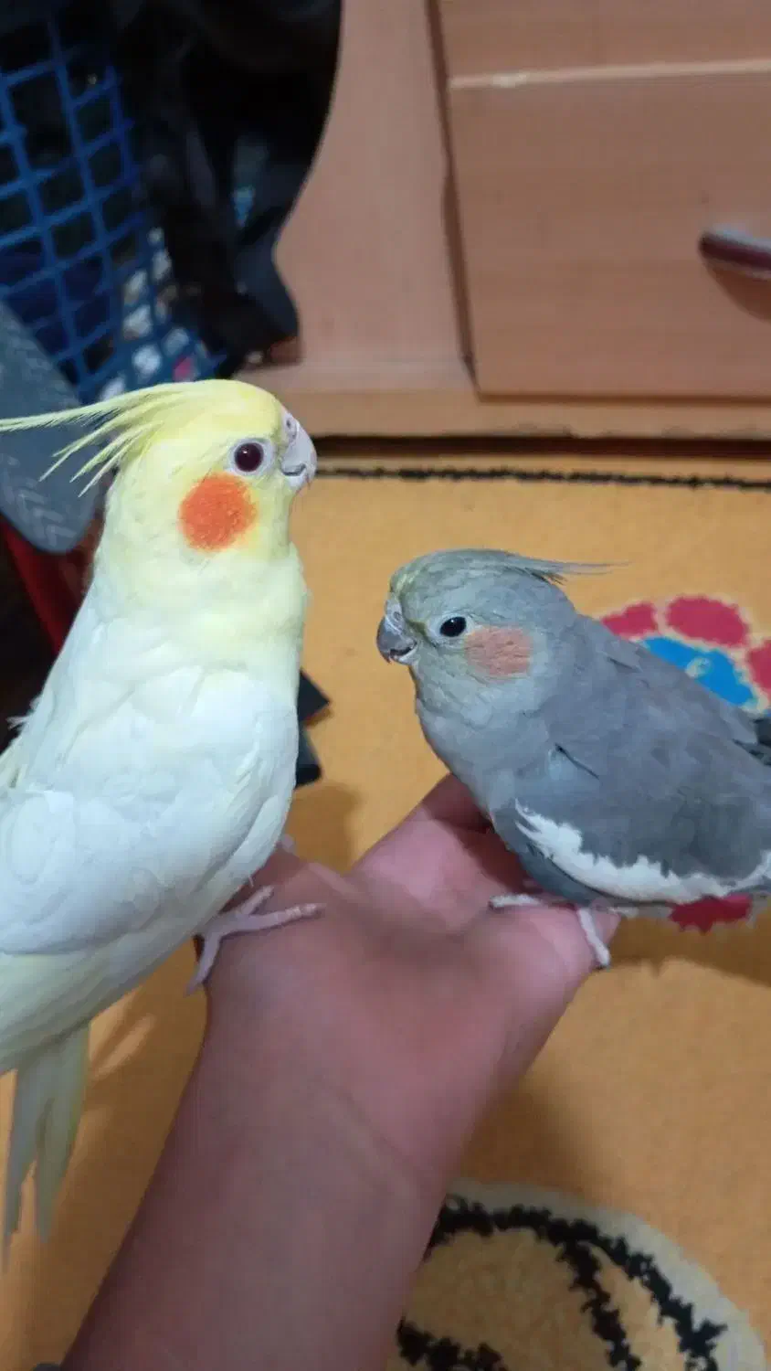 نرماده قناری و عروس هلندی آماده|پرنده|کرمان, |دیوار